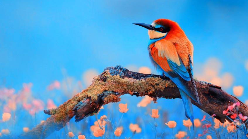 Birds Full HD 1080p Wallpaper 1920x1080px