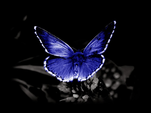 Butterfly Desktop Background 1600x1200px