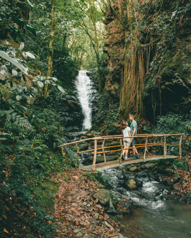 Monteverde Cloud Forest Mobile Wallpaper 1150x1428px