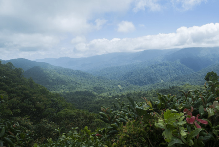 Monteverde Cloud Forest HD Background 1762x1182px