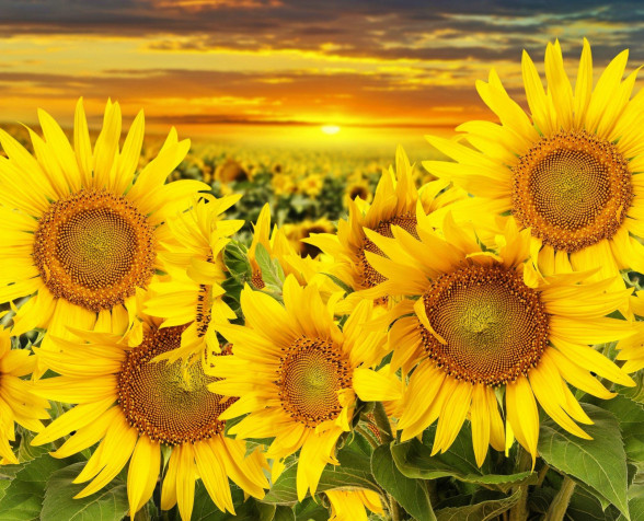 Sunflower Desktop Wallpaper 1920x1555px