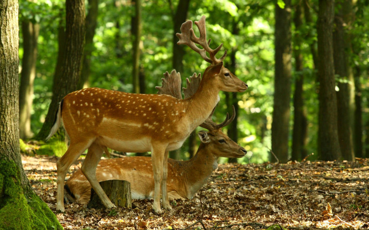 Deer Wallpaper Image 2560x1600px