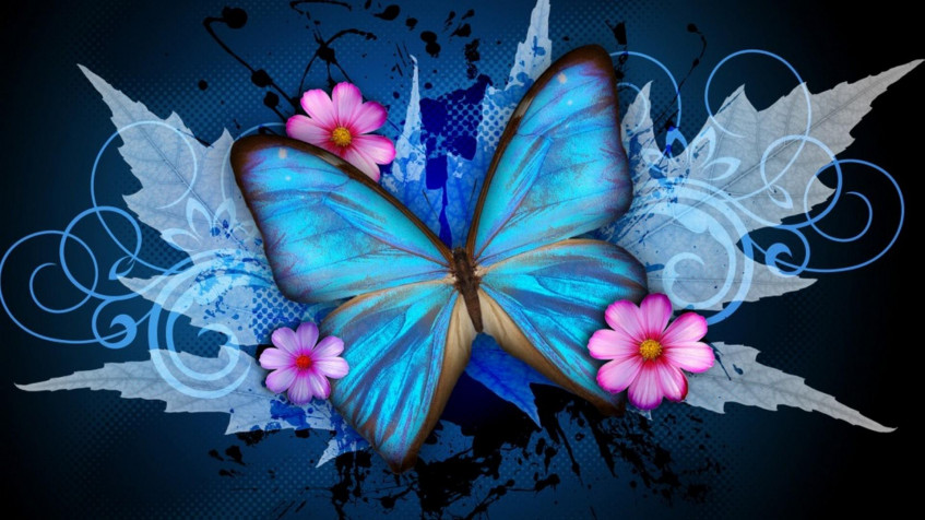 Butterfly Full HD 1080p Wallpaper 1920x1080px