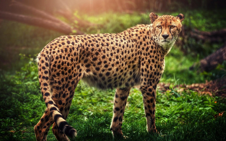 Gepard Widescreen HD Wallpaper 1920x1200px