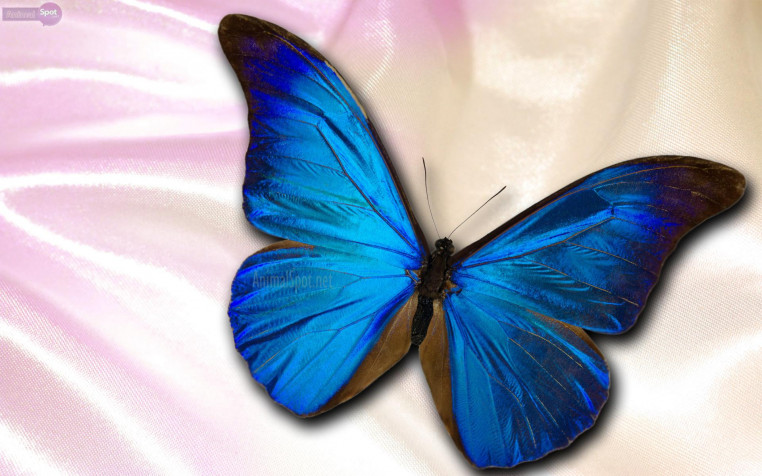 Butterfly Widescreen HD Wallpaper 1920x1200px