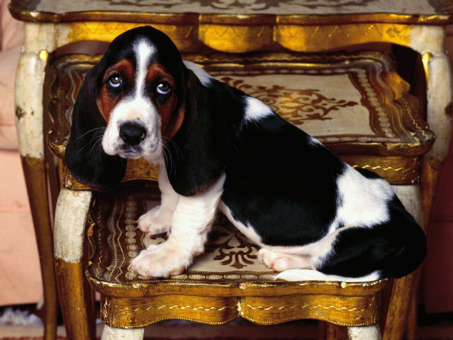 Basset Hound Dog Desktop HD Wallpaper 1600x1200px