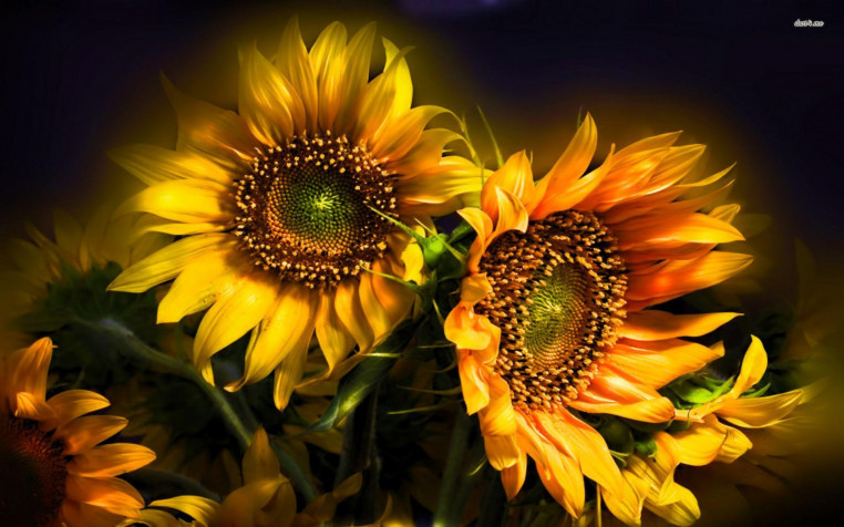 Sunflower Widescreen HD Wallpaper 1920x1200px