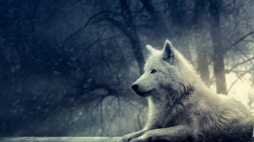 White Wolf Full HD 1080p Wallpaper 1920x1080px