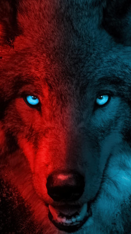 Black Wolf 4k Phone Wallpaper 2160x3840px