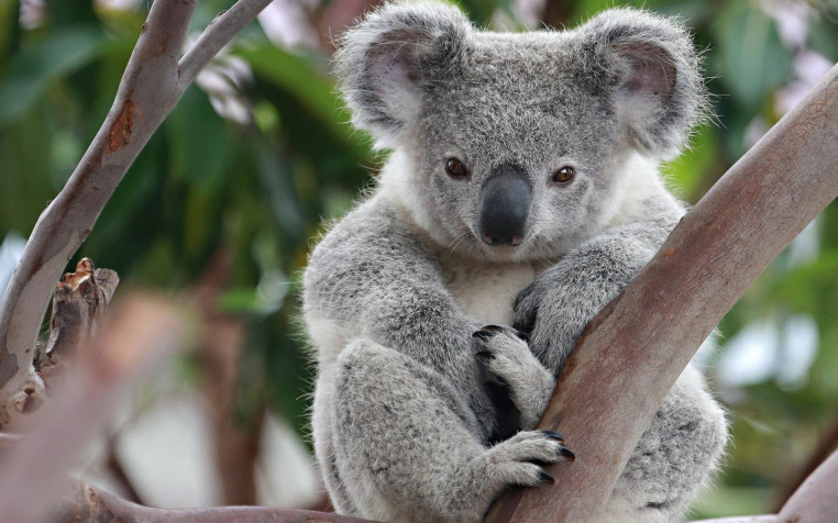 Koala Widescreen HD Wallpaper 1920x1200px