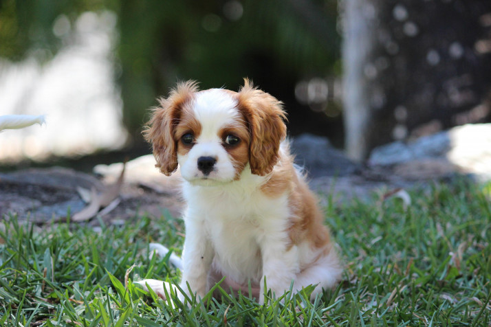 Charles Spaniel Dog Laptop Wallpaper 4200x2800px