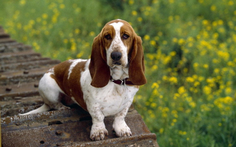 Basset Hound Dog Widescreen HD Wallpaper 1920x1200px