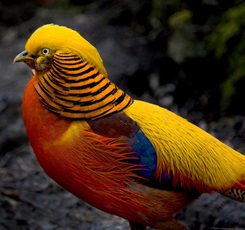 Golden Pheasant HD Background 2047x1923px