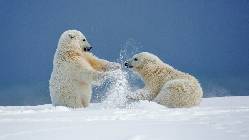 Polar Bear Full HD 1080p Wallpaper 1920x1080px