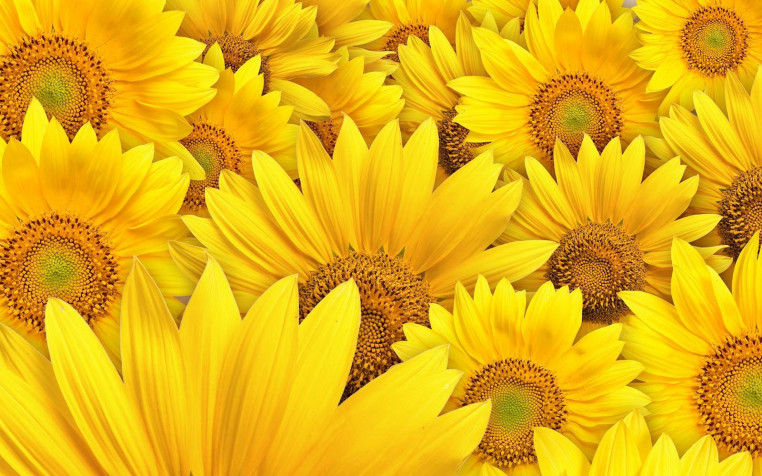 Sunflower Background Image 1600x1000px