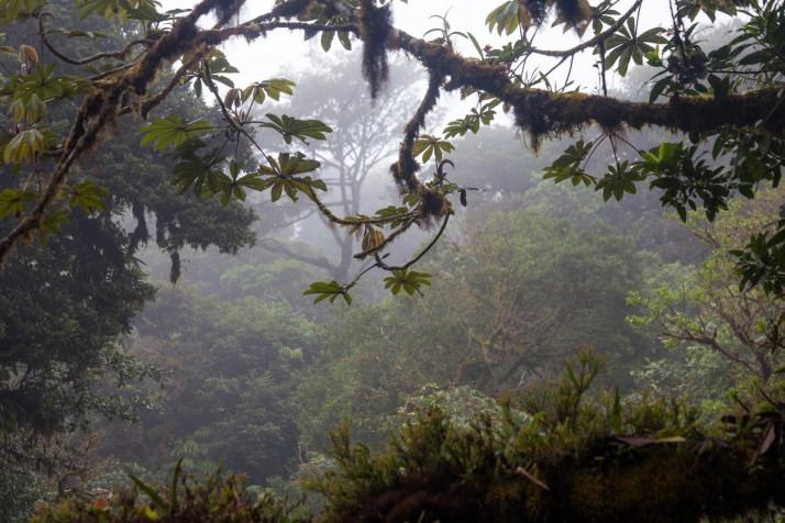 Monteverde Cloud Forest Wallpaper Image 1600x1067px