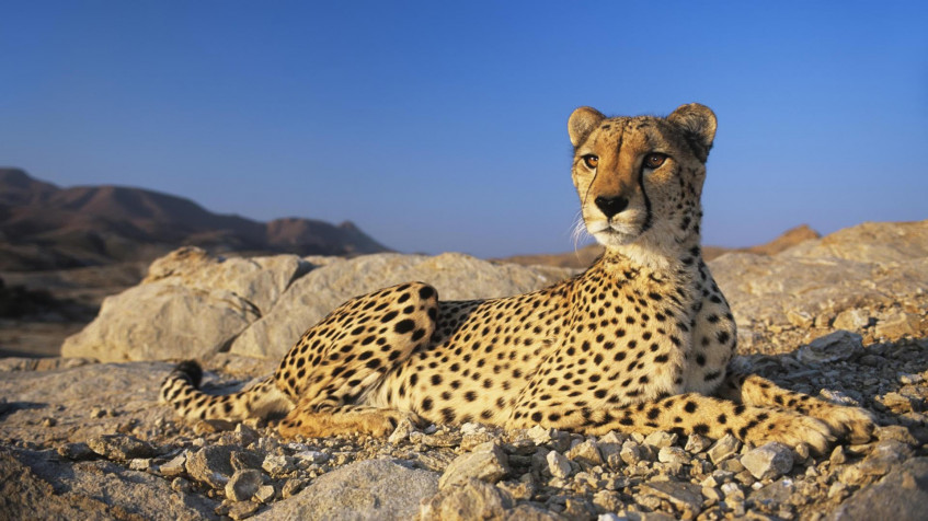 Gepard Full HD 1080p Wallpaper 1920x1080px