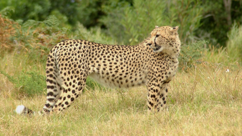 Gepard Full HD 1080p Wallpaper 1920x1080px