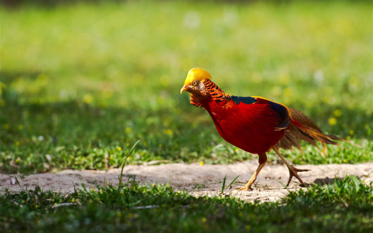 Golden Pheasant Widescreen HD Wallpaper 1920x1200px