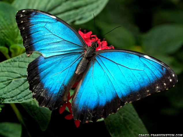 Butterfly HD Background 1024x768px