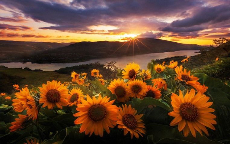 Sunflower Widescreen HD Wallpaper 1920x1200px