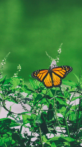 Butterfly iPhone Background Image 1080x1920px