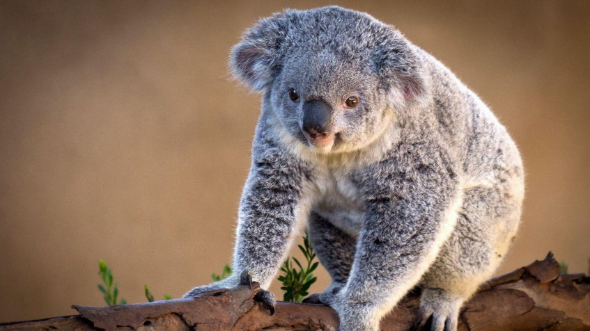 Koala Full HD 1080p Wallpaper 1920x1080px