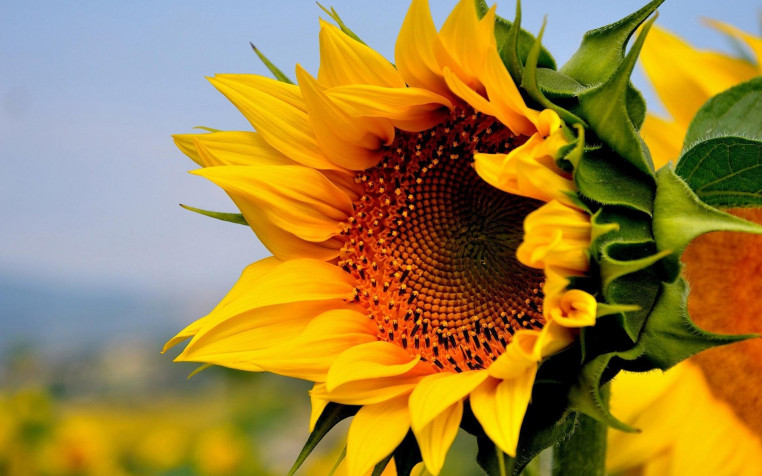 Sunflower Widescreen HD Wallpaper 1920x1200px