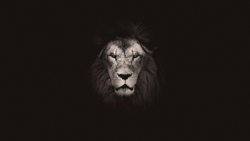 Lion Full HD 1080p Wallpaper 1920x1080px