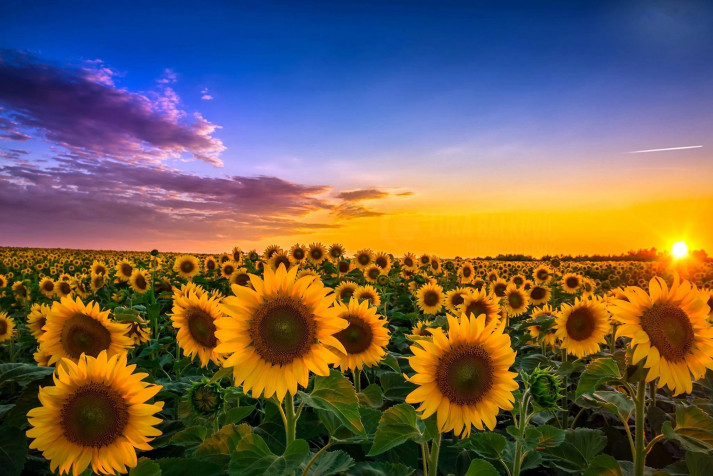 Sunflower Desktop HD Wallpaper 2048x1367px