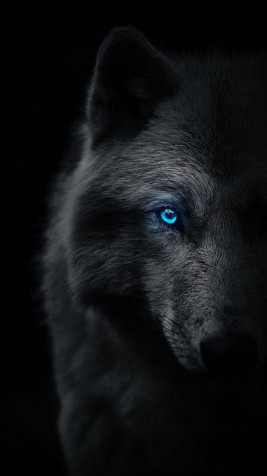 Black Wolf iPhone Wallpaper Image 850x1511px