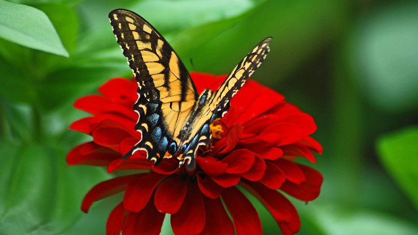 Butterfly 4k UHD Wallpaper 3840x2160px