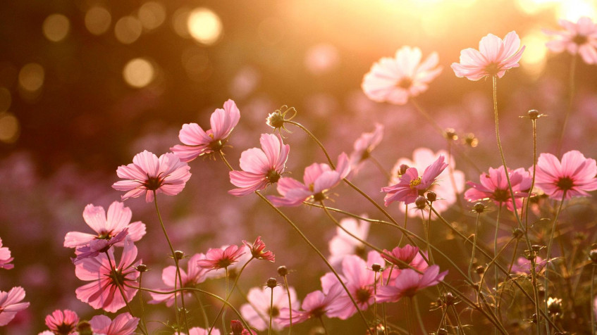 Floral Full HD 1080p Wallpaper 1920x1080px