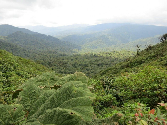 Monteverde Cloud Forest HD Wallpaper 1200x900px