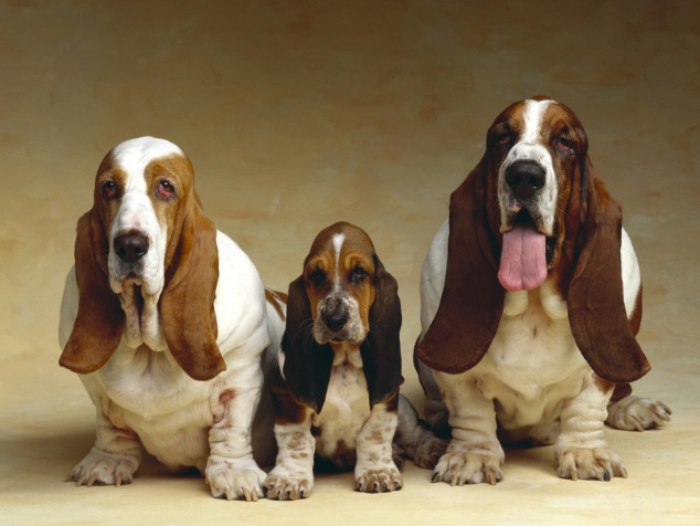 Basset Hound Dog Laptop Background 3000x2250px