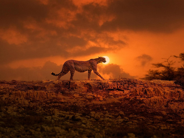 Gepard HD Wallpaper 1920x1440px