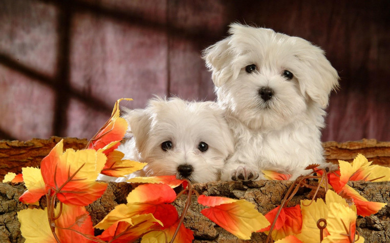 Maltese Dog Widescreen HD Wallpaper 1920x1200px