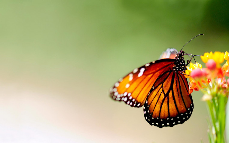 Butterfly Widescreen HD Wallpaper 1920x1200px