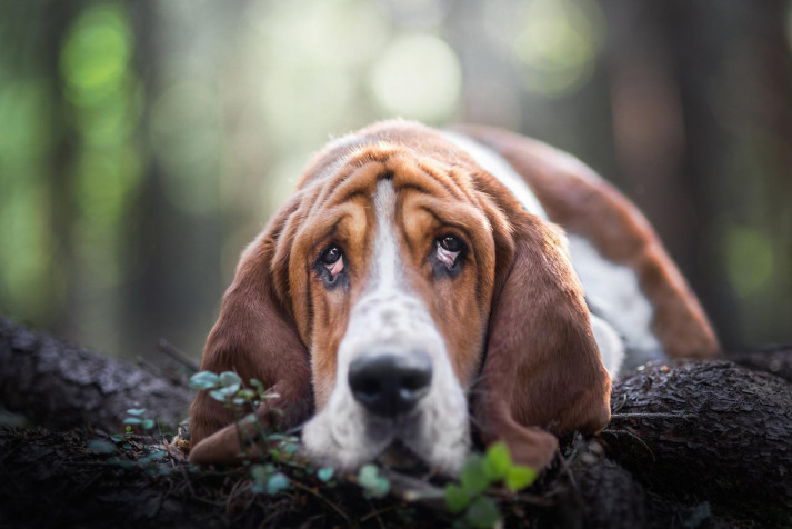 Basset Hound Dog Laptop Background 1920x1282px