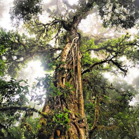 Monteverde Cloud Forest Wallpaper for iPhone 1024x1024px