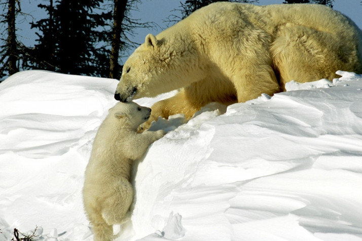 Polar Bear HD Wallpaper 3072x2048px