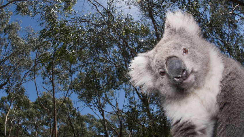 Koala Full HD 1080p Wallpaper 1920x1080px