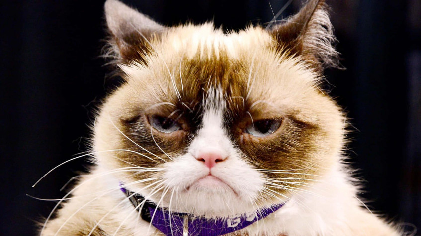 Grumpy Cat Full HD 1080p Wallpaper 1920x1080px