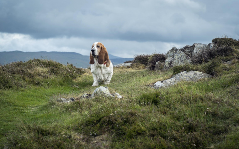 Basset Hound Dog Background Image 2560x1600px