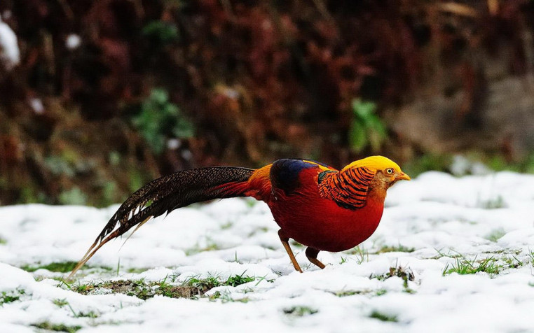 Golden Pheasant Widescreen HD Wallpaper 1920x1200px