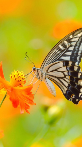 Butterfly Phone Background Image 1080x1920px