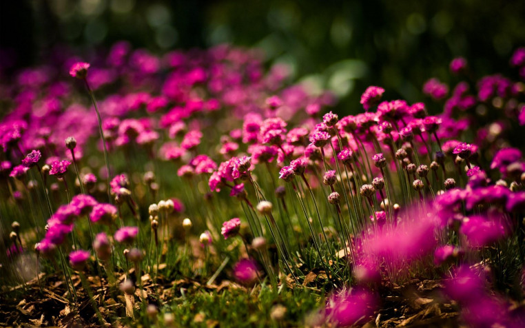 Floral Widescreen HD Wallpaper 1920x1200px