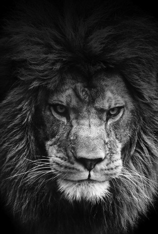 Lion Mobile Background 1040x1536px