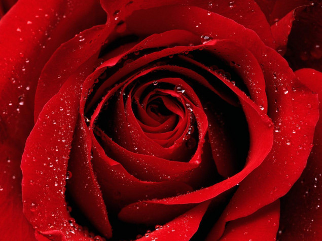 Rose Laptop Background 1600x1200px