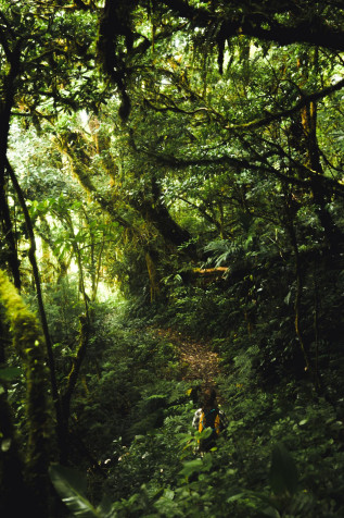 Monteverde Cloud Forest iPhone Wallpaper Image 1280x1920px